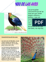 Características Aves