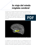 El Rápido Viaje Del Miedo en La Amígdala Cerebral