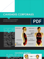 Cavidades Corporales: Anatomia Nivelacion Enfermeria Dra Estefania Zambrano Leon