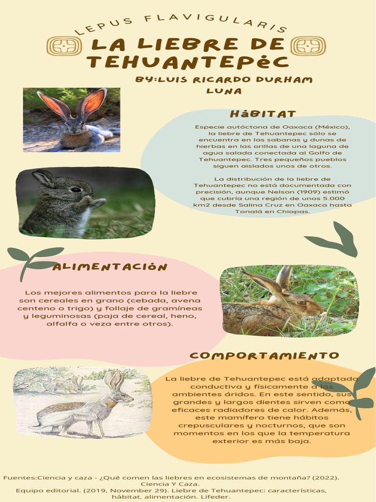 Características y alimentación de la liebre de Tehuantepec | PDF ...