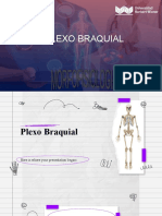 2023 Plexo Braquial