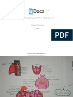 Sistema Cardiovascular