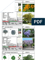 Tipuana Tipa Árbol: Morfología