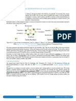 22.04 Biosynthesis and Degradation of Nucleotides