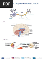 Class 10 Science Important Diagrams | PDF | Mirror | Physical Sciences
