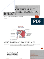 Musculos Escapulohumerales y Manguito Rotador