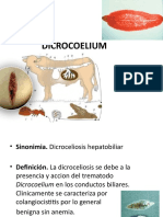 Dicrocoelium