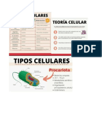 Tarea 1 Celula