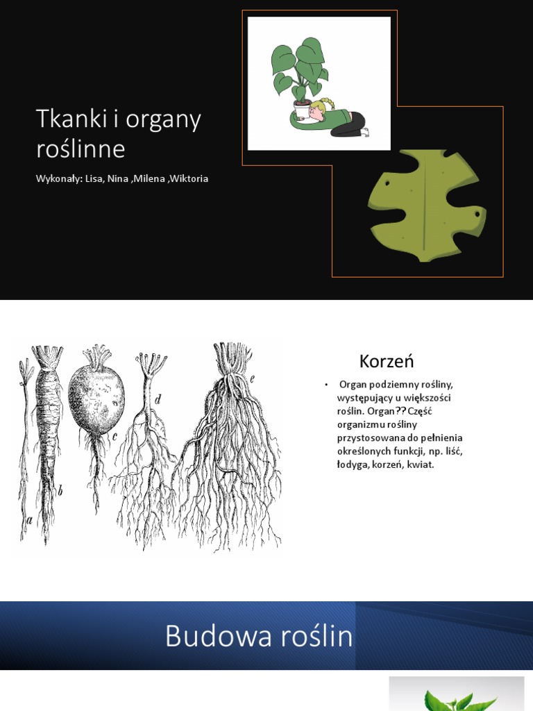 tkanki-i-organy-ro-linne-wykona-y-lisa-nina-milena-wiktoria-pdf