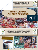 Beneficio Del Cultivo de Cacao