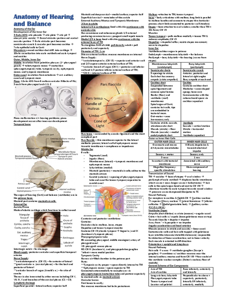 Anatomy of The Organ of Hearing and Balance Biology Diagrams