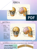 Cabeza Ósea 22