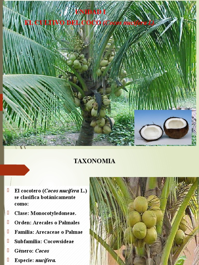 Clase 1. Cocotero 1 | PDF | Fertilizante | Coco