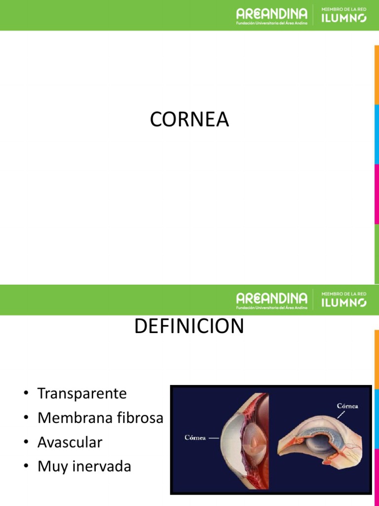 Cornea | PDF | Córnea | Epitelio