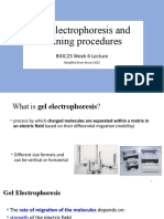 Gel Electrophoresis and Staining Procedures: BIOC23 Week 6 Lecture