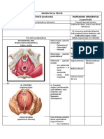 Estructuras anatómicas de la pelvis femenina