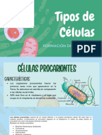 Tipos de Celulas