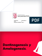 Dentinogenesis y Amelogenesis - UPSJB