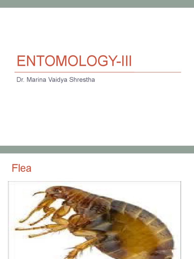 Fleas, Sandflies, and Rodent Control | PDF