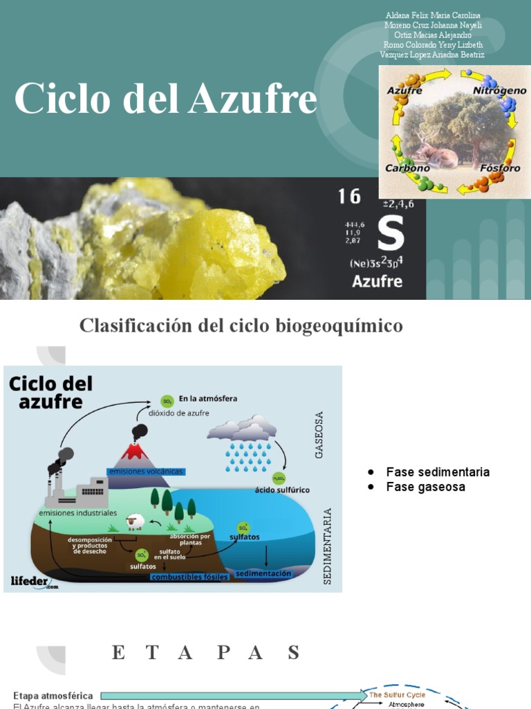 Etapas del Ciclo del Azufre | PDF | Azufre | Las bacterias