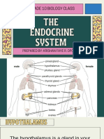 The Endocrine System: A Grade 10 Biology Class