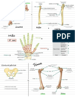 Anatomia 3