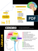 EL Encefalo Esta Formado Por:: Sistema Nervioso Central