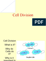 Cell Division: The Process That Keeps Us Alive