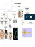 Sistema Nervioso