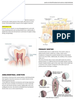 Tooth Anatomy: Enamel
