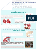 Sistema Cardiovascular