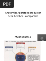 Anatomía del Riñón y Pelvis Renal en Perros | PDF | Riñón | Abdomen