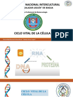 Ciclo Vital de La Celula