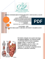 Expocision Anatomia Intestino Grueso y Delgado