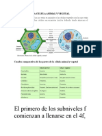 Celula Vegetal y Celula Animal