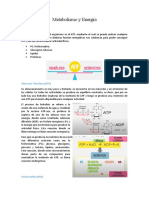 Metabolismo y Energía