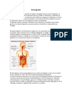 Sistema Digestivo