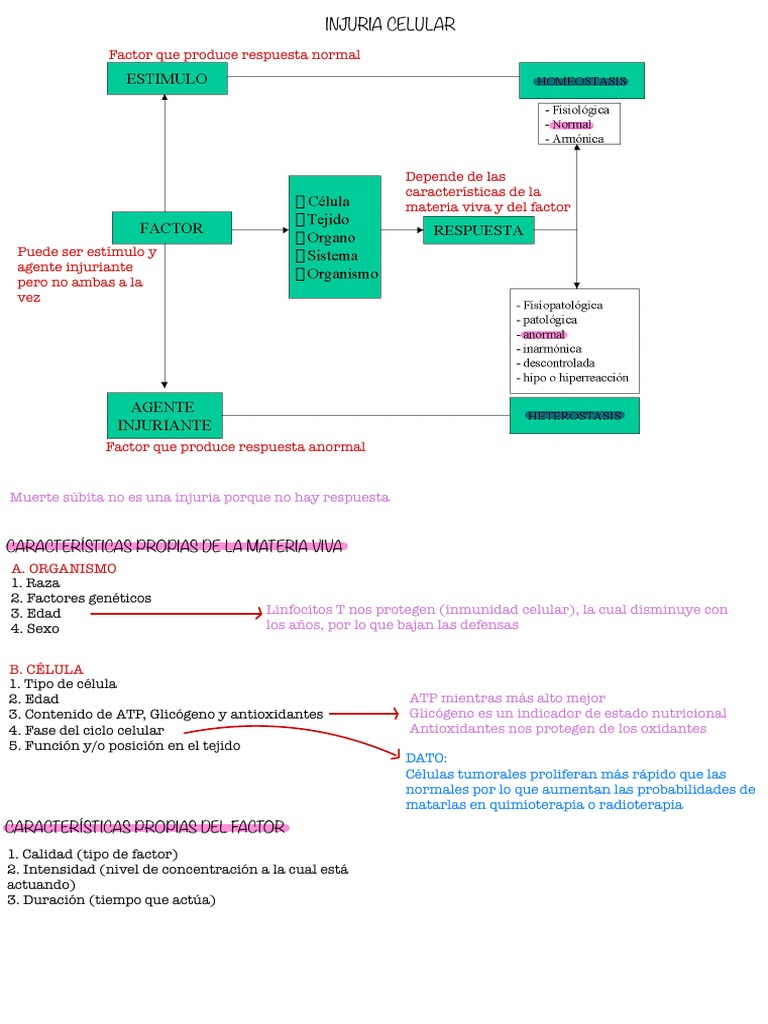 Injuria Celular | PDF | Isquemia | Mitocondria