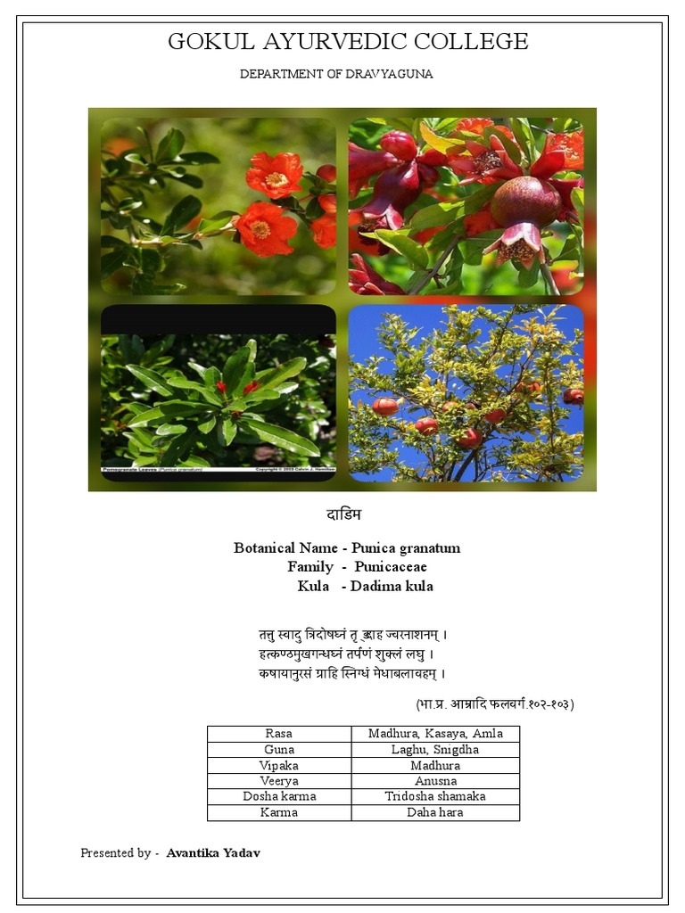 Dadima 4 | PDF
