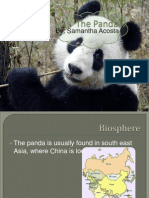 The Panda