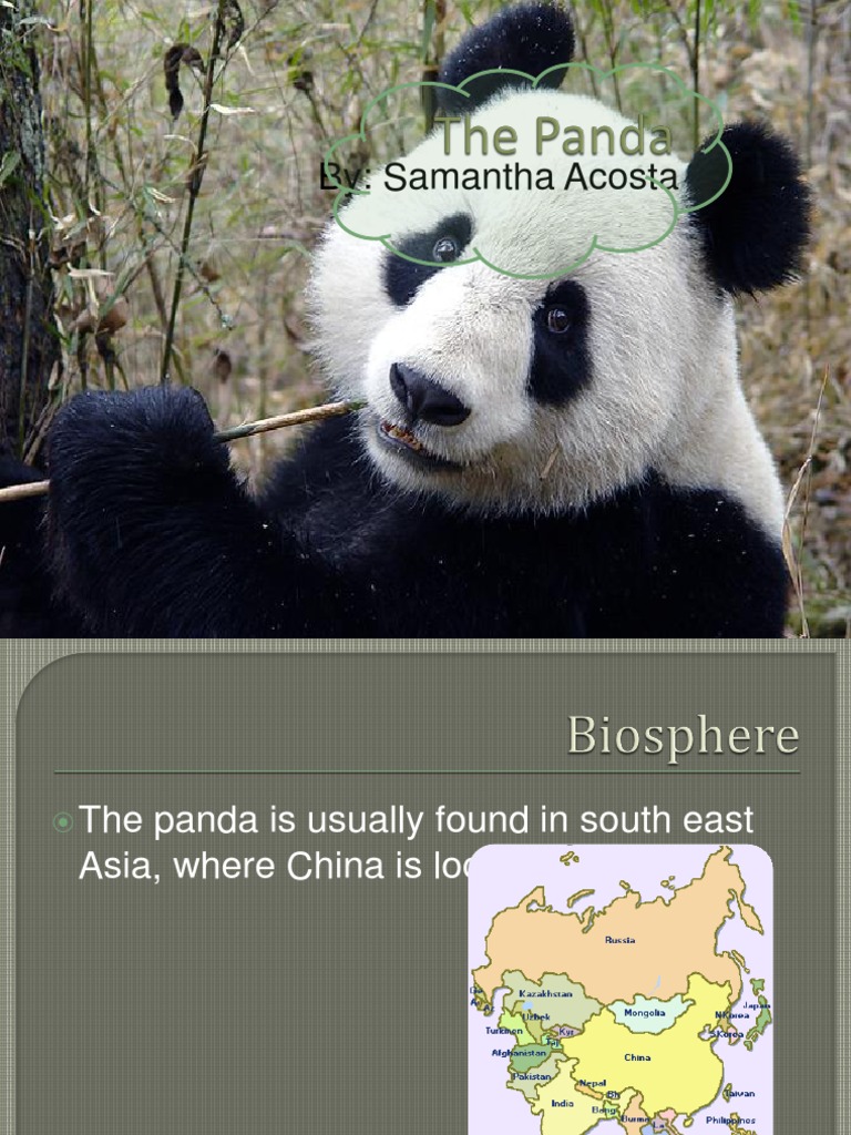 The Panda | PDF | Science & Mathematics