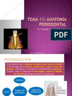 Tema 11. Anatomía Periodontal