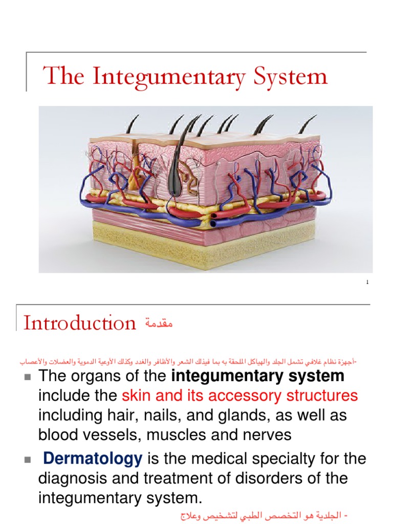 The Integumentary System | PDF