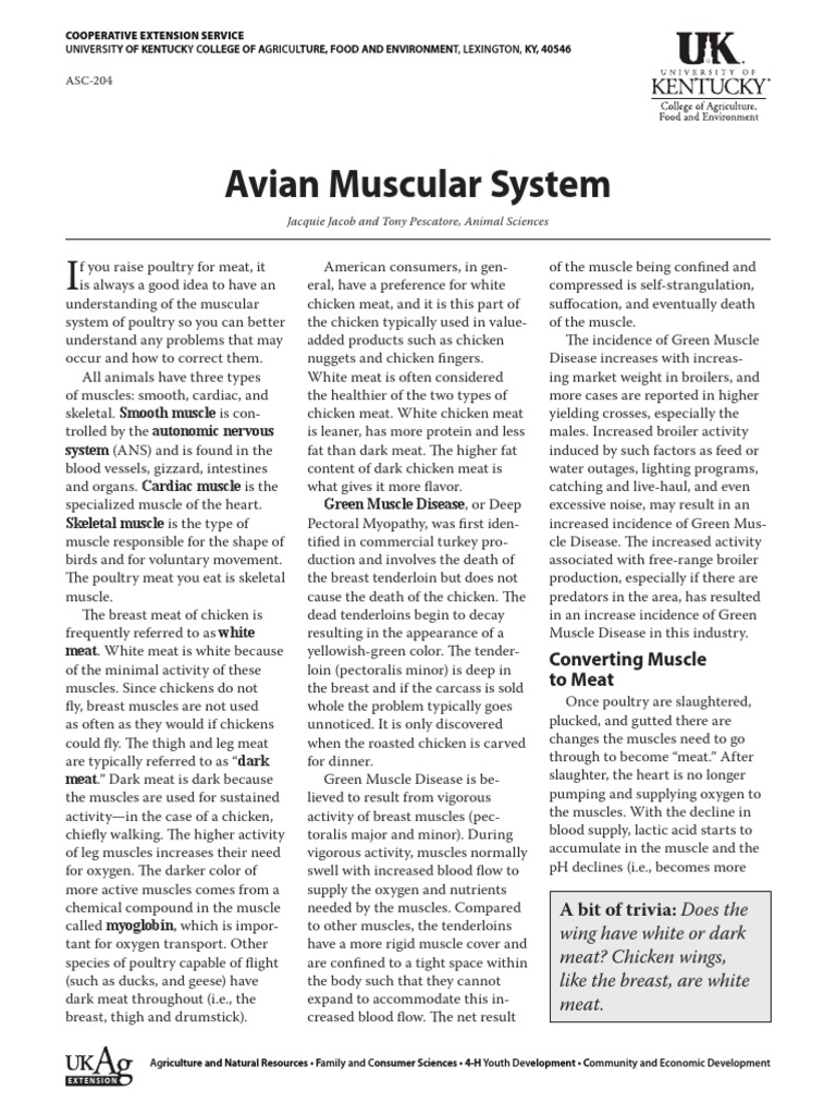 Chicken Bones | PDF | Poultry | Skeletal Muscle