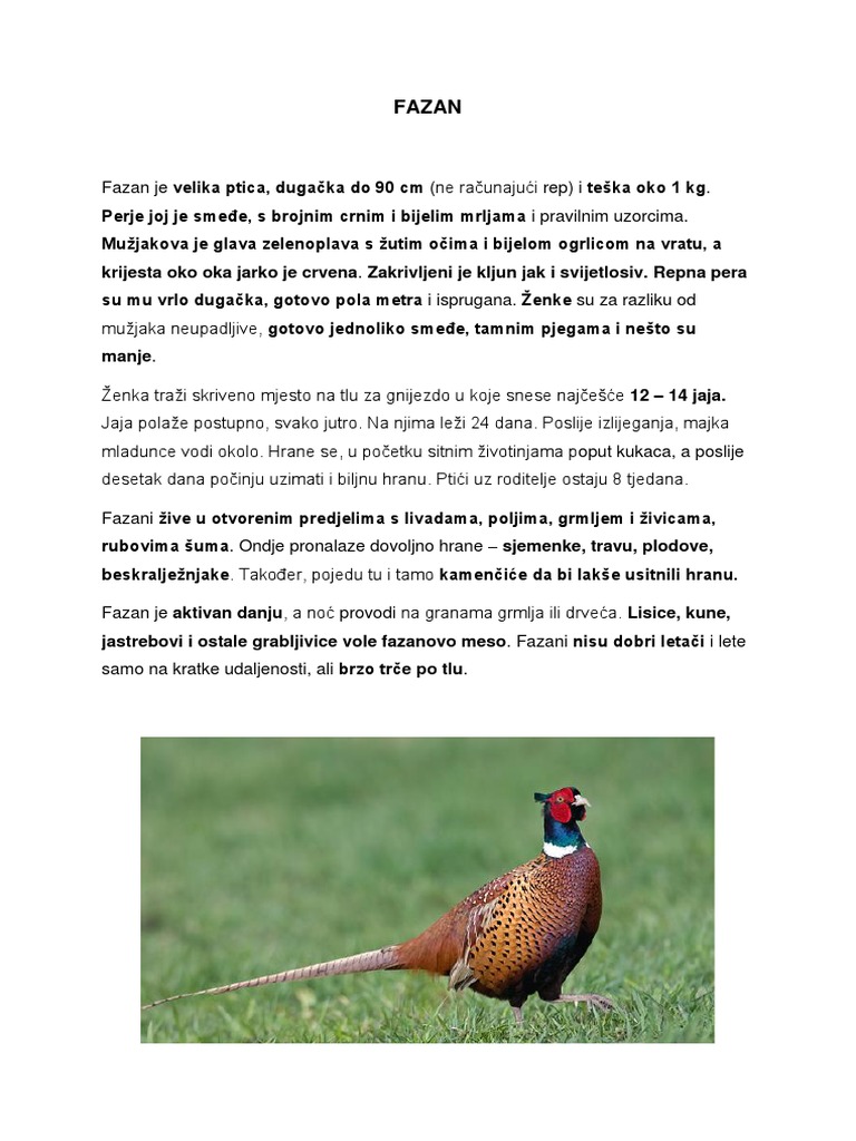 FAZAN | PDF