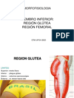 MF - Clase - II-4 - RegionGlutea - Muslo - 2023