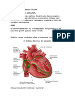 Sistema Cardiovascular Corazón