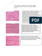 Histologia 8