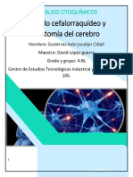 Anatomia Del Cerebro y LCR