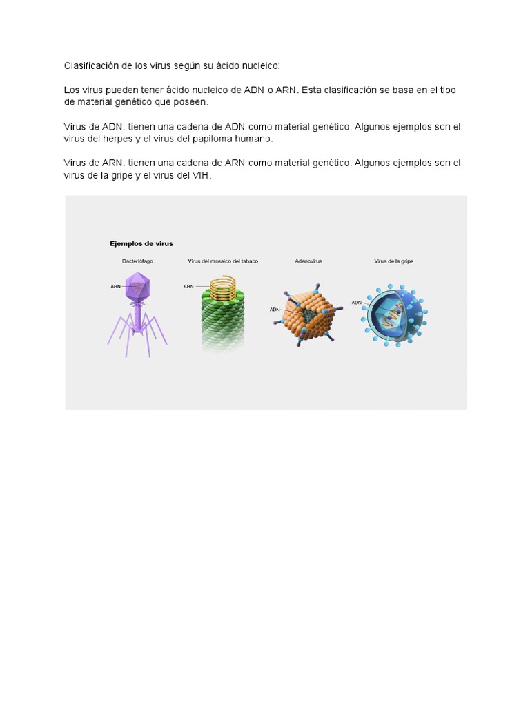 Clasificación de Los Virus Según Su Ácido Nucleico | PDF